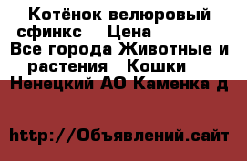 Котёнок велюровый сфинкс. › Цена ­ 15 000 - Все города Животные и растения » Кошки   . Ненецкий АО,Каменка д.